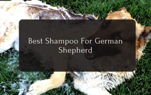 Best Shampoo For German Shepherd