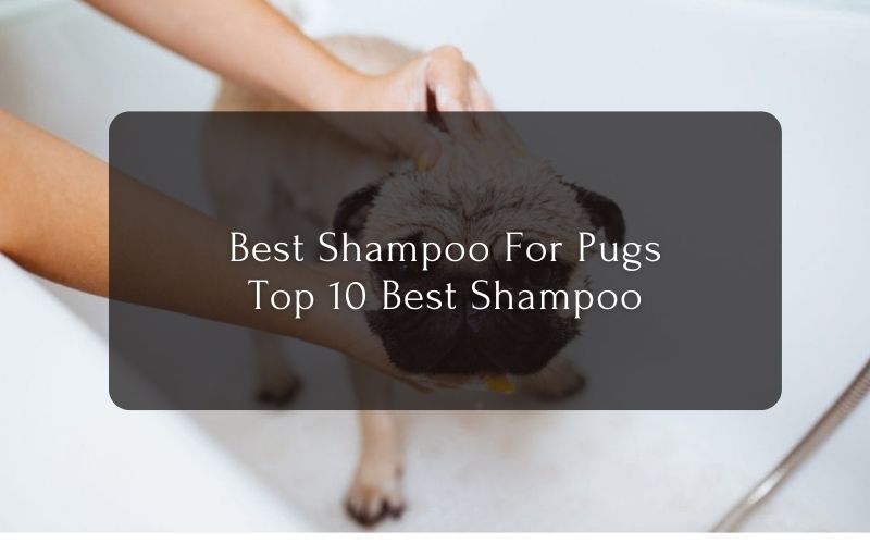 Best Shampoo For Pugs