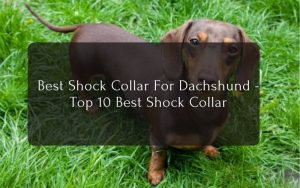 Best Shock Collar For Dachshund - Top 10 Best Shock Collar
