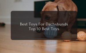 Best Toys For Dachshunds