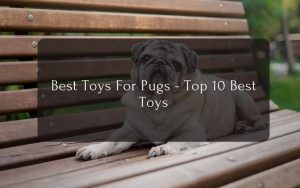 Best Toys For Pugs - Top 10 Best Toys