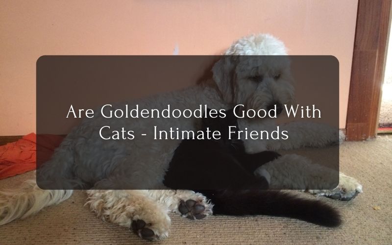 Are Goldendoodles Good With Cats - Intimate Friends