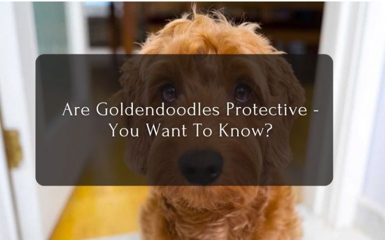 Are Goldendoodles Protective - You Want To Know