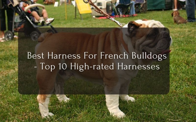 Best Harness For French Bulldogs - Top 10 High-rated Harnesses