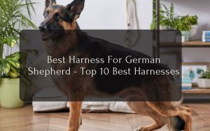 Best Harness For German Shepherd - Top 10 Best Harnesses