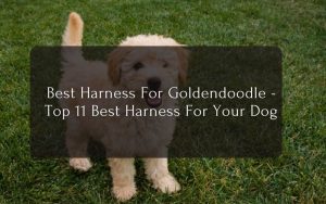 Best Harness For Goldendoodle - Top 11 Best Harness For Your Dog