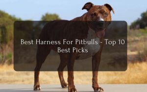 Best Harness For Pitbulls - Top 10 Best Picks