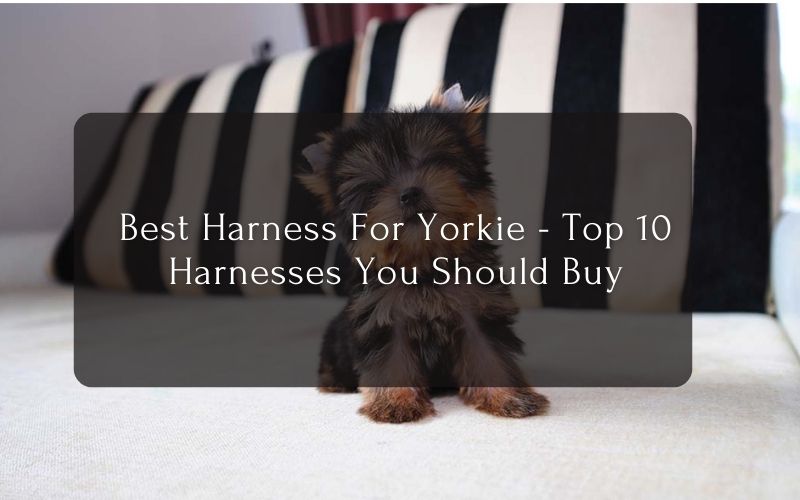 Best Harness For Yorkie - Top 10 Harnesses You Should Buy