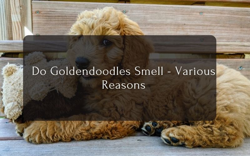 Do Goldendoodles Smell - Various Reasons