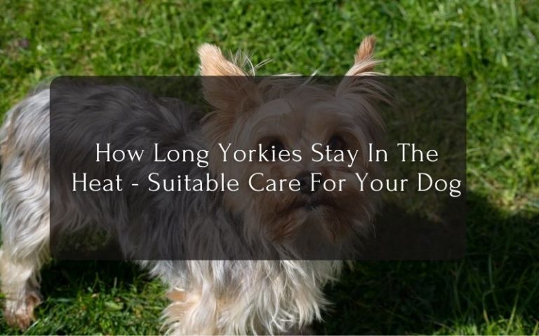 How Long Yorkies Stay In The Heat - Suitable Care For Your Dog