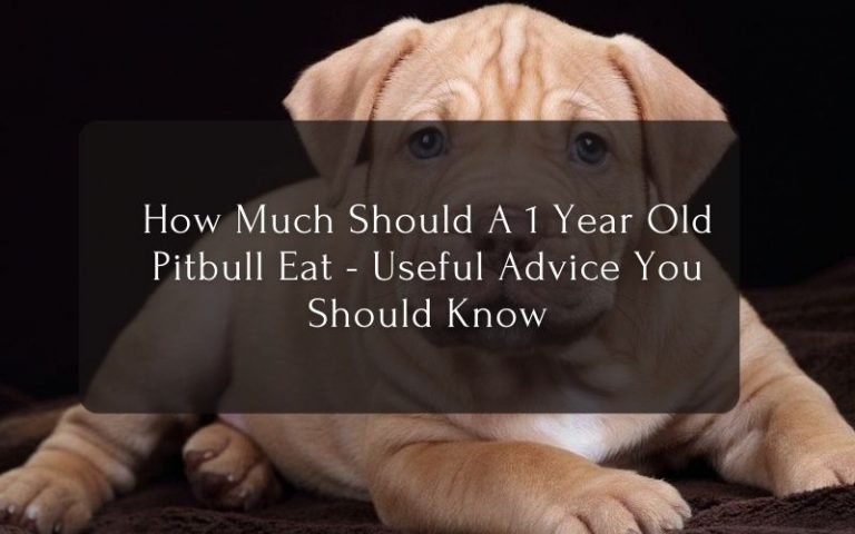How Much Should A 1 Year Old Pitbull Eat - Useful Advice You Should Know