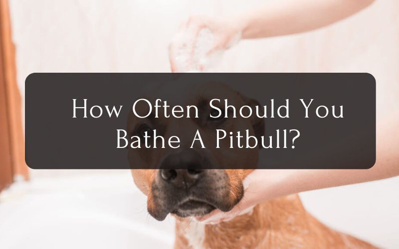 How Often Should You Bathe A Pitbull