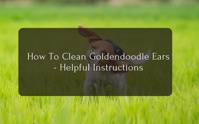 How To Clean Goldendoodle Ears - Helpful Instructions