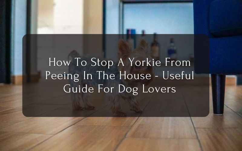 How To Stop A Yorkie From Peeing In The House - Useful Guide For Dog Lovers