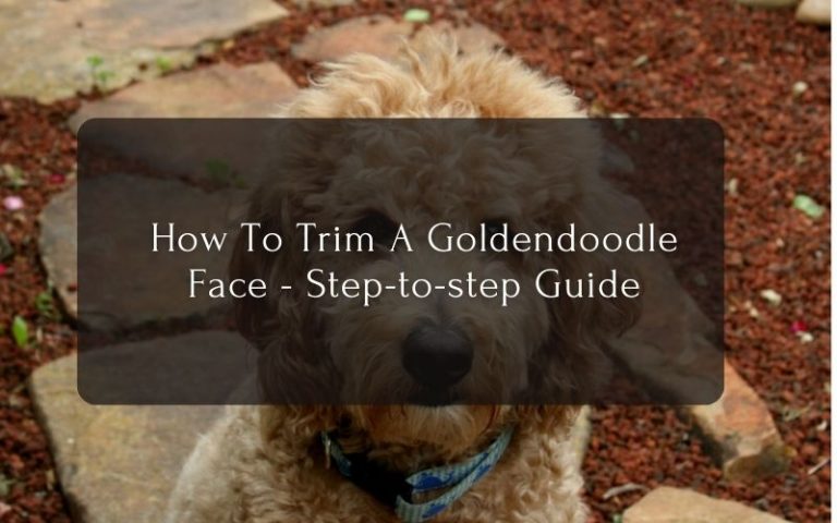 How To Trim A Goldendoodle Face - Step-to-step Guide