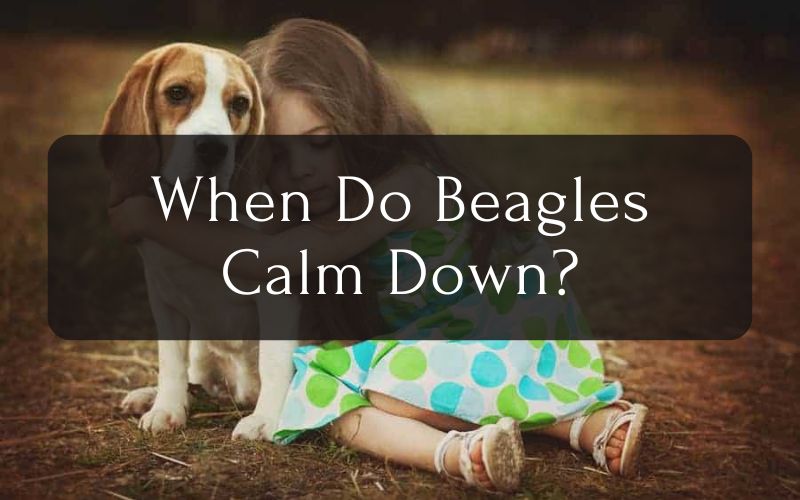 When Do Beagles Calm Down