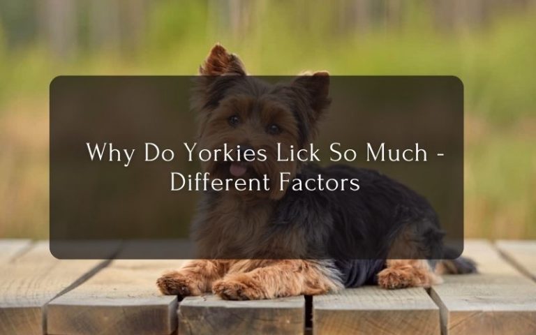 Why Do Yorkies Lick So Much - Different Factors